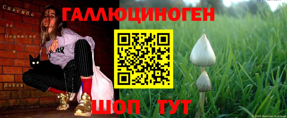 Галлюциногенные грибы Cubensis Канск